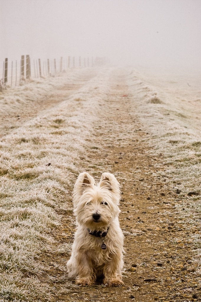 I am Crumpet 1 - Westie - West Highland terrier - Dog Photography - Wall Décor - 7x5 Print