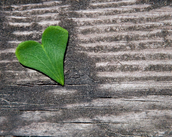 Photo of Heart Shaped Leaf on Rustic Board Background - Fine Art photo Entitled Life and Love - 8 X 10
