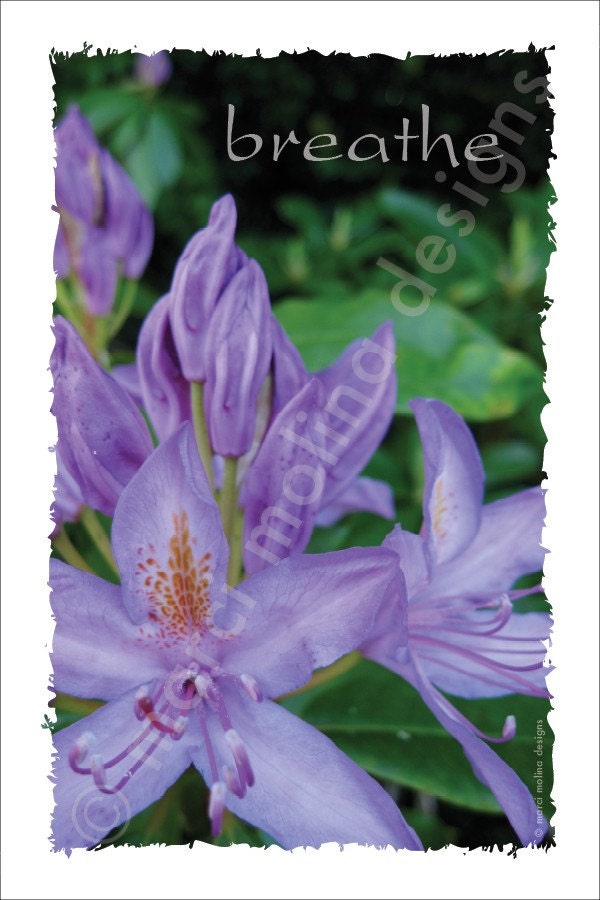 Breathe - inspirational photo art - purple rhododendron