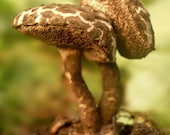 Conjoined - Original Photograph 8x10 - Green Brown Spotted Mushrooms Woodland Forest Nature Specimen