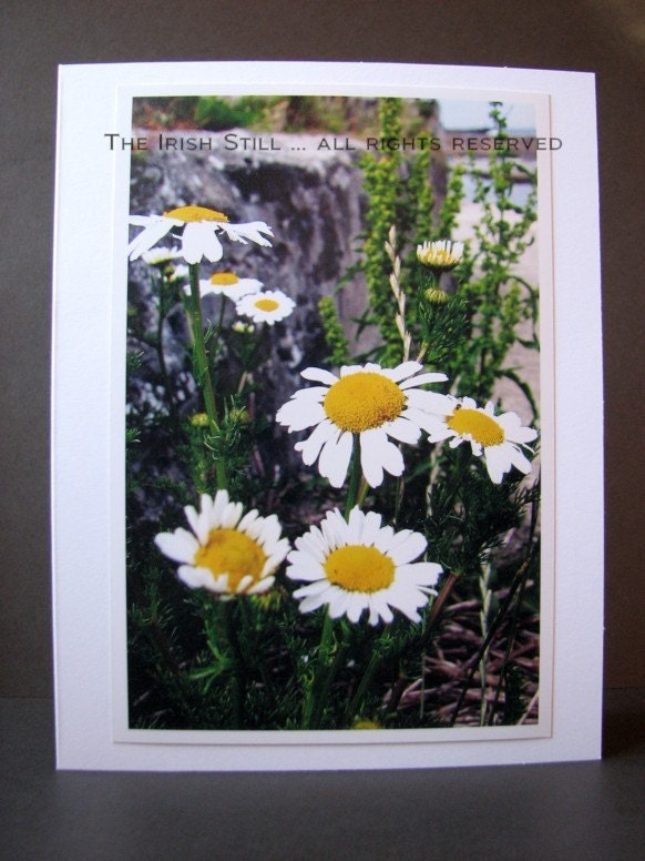 Wild Oxeye Daisies ... Irish Photo Card