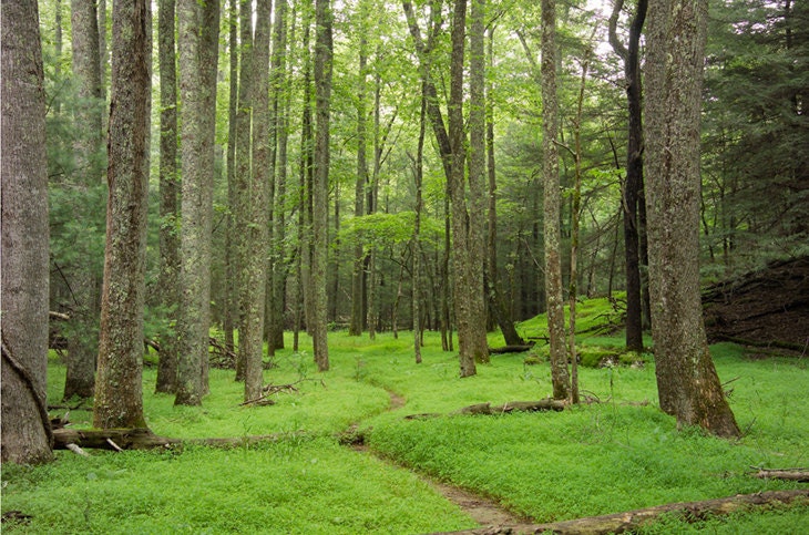 A Woodland Path in the Forest by Cades Cove - A 6x9 Fine Art Photographic Enlargement