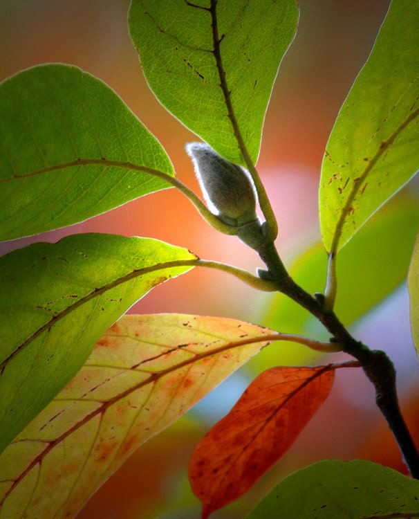Magnolia Tree Branch with Bud - A Fine Art Photograph