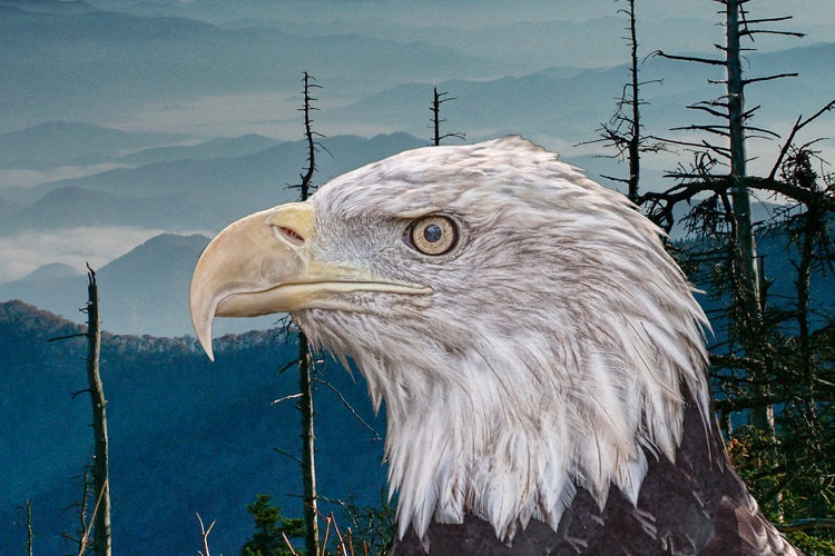 Bald Eagle in the Mountains a Fine Art Photograph