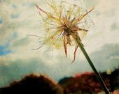Wish Greeting Card - Dandelion, Wild Flower, Weed - Well Wishes - Paper Goods - Blank Card - Make A Wish, Seed, Botanical