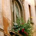 Rome Italy Photography - Window Garden - Italian Art - Travel Photograph - Flower Print - Lace Curtain - Home Decor - 5 x 7 Photo