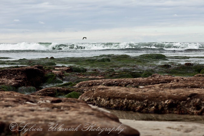 Beach Photography nature photo landscape photograph ocean nautical California coast green brown wall art   4x6 Fine Art Photography Print
