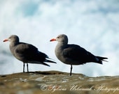 Wildlife Photography Bird Photograph Nature photography beach photograph ocean seagull blue grey wall art 4x6 Fine Art Photography Print