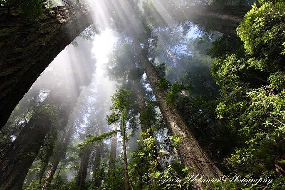 Metallic Print Nature Photography Redwoods California Trees Forrest Woodland green Wall Art 8x10 Fine Art Photography Print