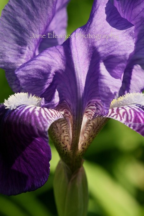 Lavender Lady - garden flower photograph,  bright purple iris  5" X 7" art print - in stock