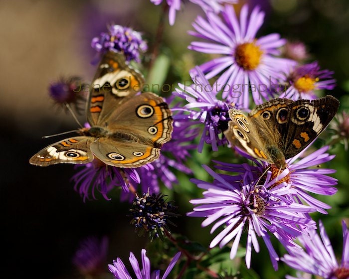 Best Friends, Butterflies and Aster - nature photograph 8" x 10" fine art print - in stock