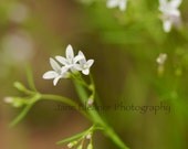Wee Woodland Wildflowers - square nature photograph 8" x 8" fine art print