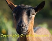 Goat Photography Greeting Card  Oh What a Happy Goat