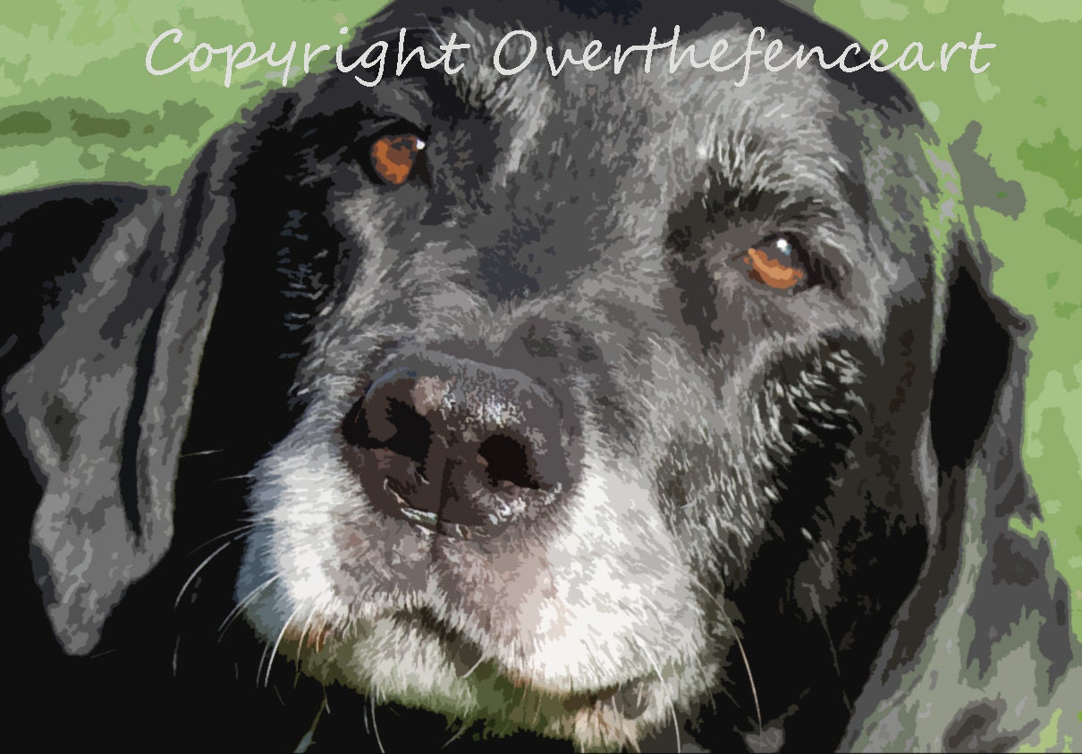 Fine Art Dog Photography Black Labrador with Cocoa Brown Eyes Smiles for Camera