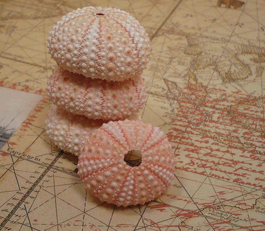 4pc 2" Pink Sea Urchins