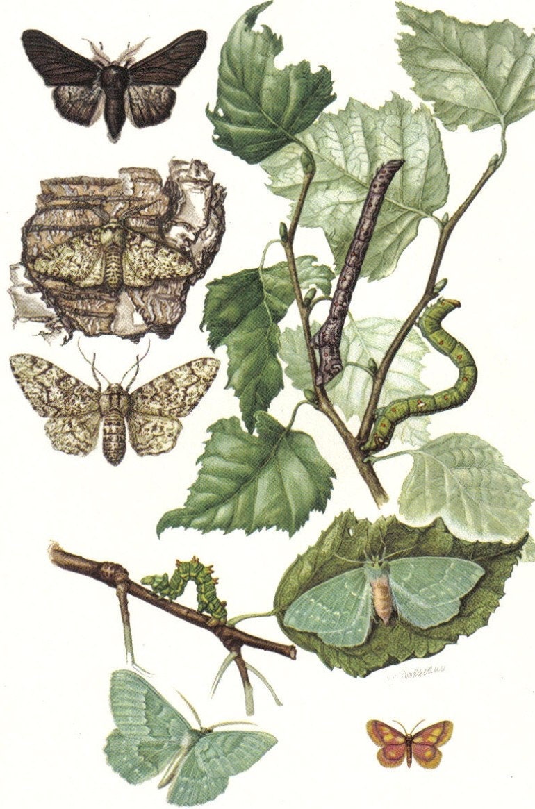 1956 Geometer Moths, Large Emerald, Peppered Moth Vintage Offset Lithograph to Frame