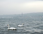 Swans photograph, Valentine's Day art gift, misty industrial landscape home decor photo print Berwick, Spittal, England. 8x10 fine art