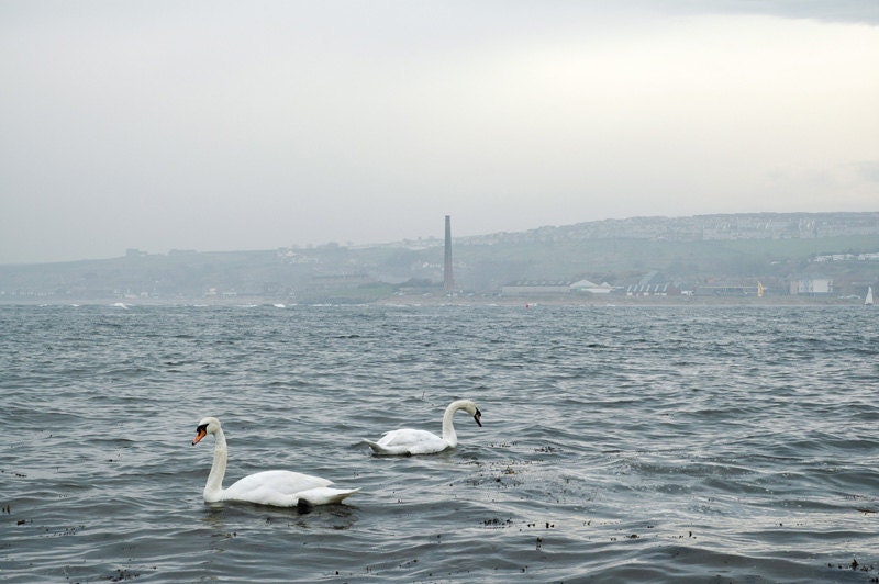 Swans photograph, Valentine's Day art gift, misty industrial landscape home decor photo print Berwick, Spittal, England. 8x10 fine art