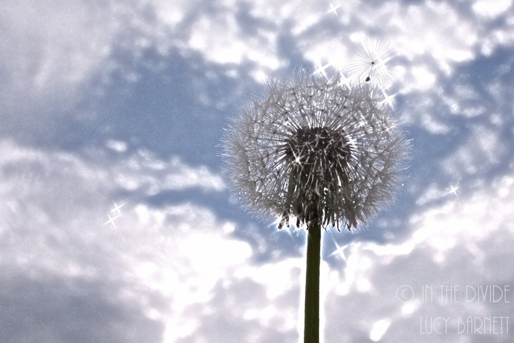 nature photography dandelion photograph wish puffball affordable wall art 8 x 10 whimsical home decor sky blue white seedy summer