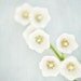 Pastel Blue Flower Picture - Lily of the Valley - Pure White, Baby Blue, Spring Decor, Flower Photography, Blue Bathroom Deco.