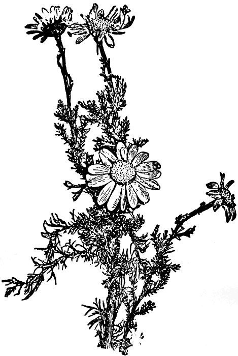 Fresh Chamomile Tincture
