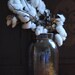 Natural Cotton Plant Branches - Cotton Bolls - Raw Cotton - DIY Cotton - Wedding - Home Decor - Gifts