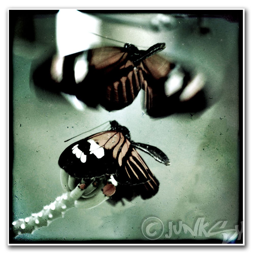 Monarch Butterflies Macro Vintage Style Photo Art Print - 8x8