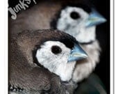 Owl Finch Birds Macro Photography Art Print - Square 8x8