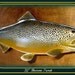 Brown Trout fish wood carving wall mount 33 inch