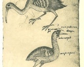 Vintage Print Birds Maranhao Brazil Natural History Art Drawing Ink