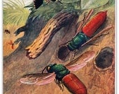 Wasps Vintage Print, 1953, Entomology