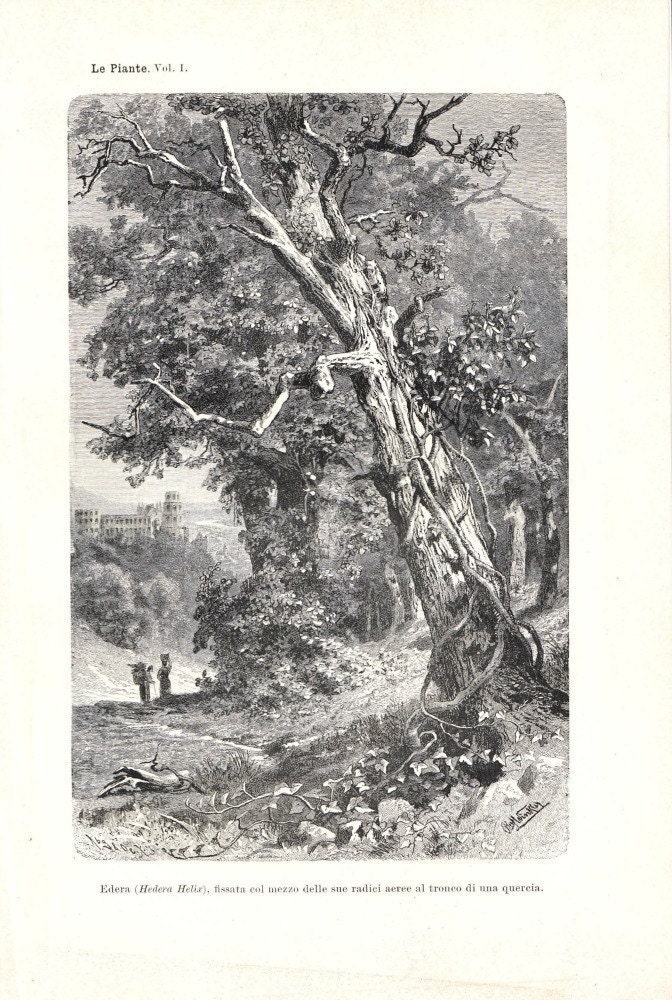 1892 Common Ivy on an Oak Tree Antique Botanical Print