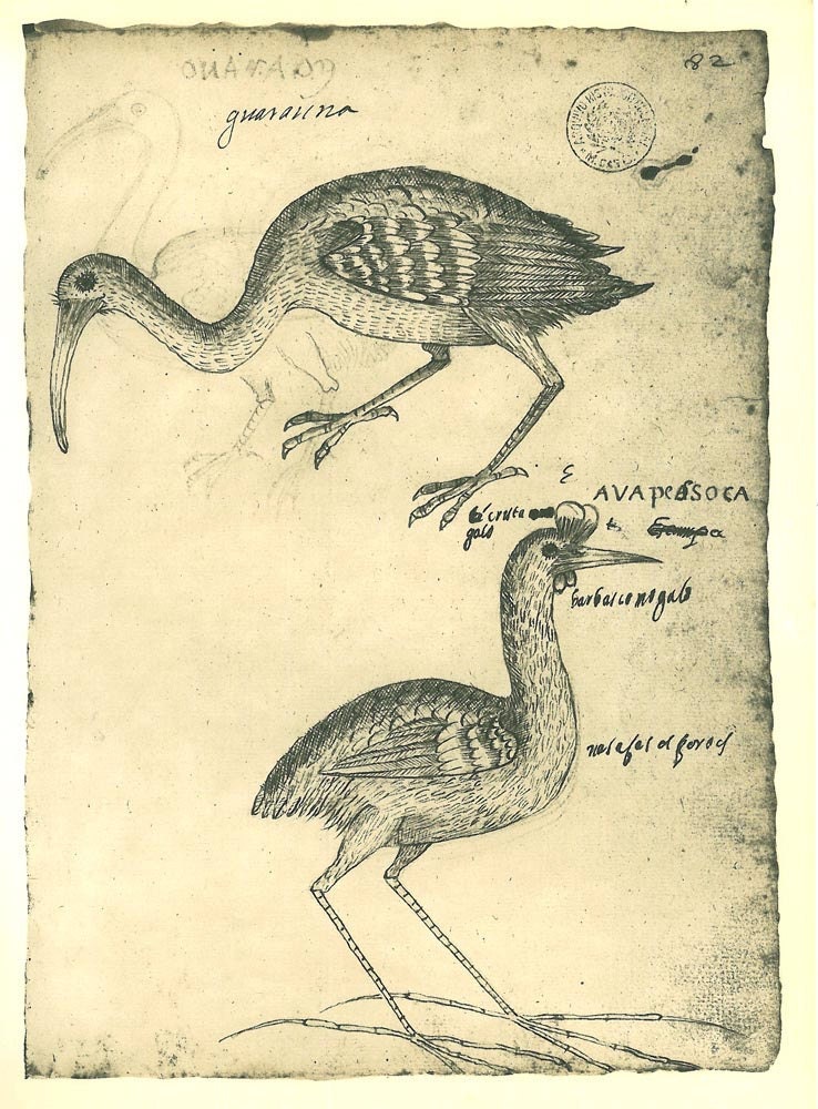 Vintage Print Birds Maranhao Brazil Natural History Art Drawing Ink