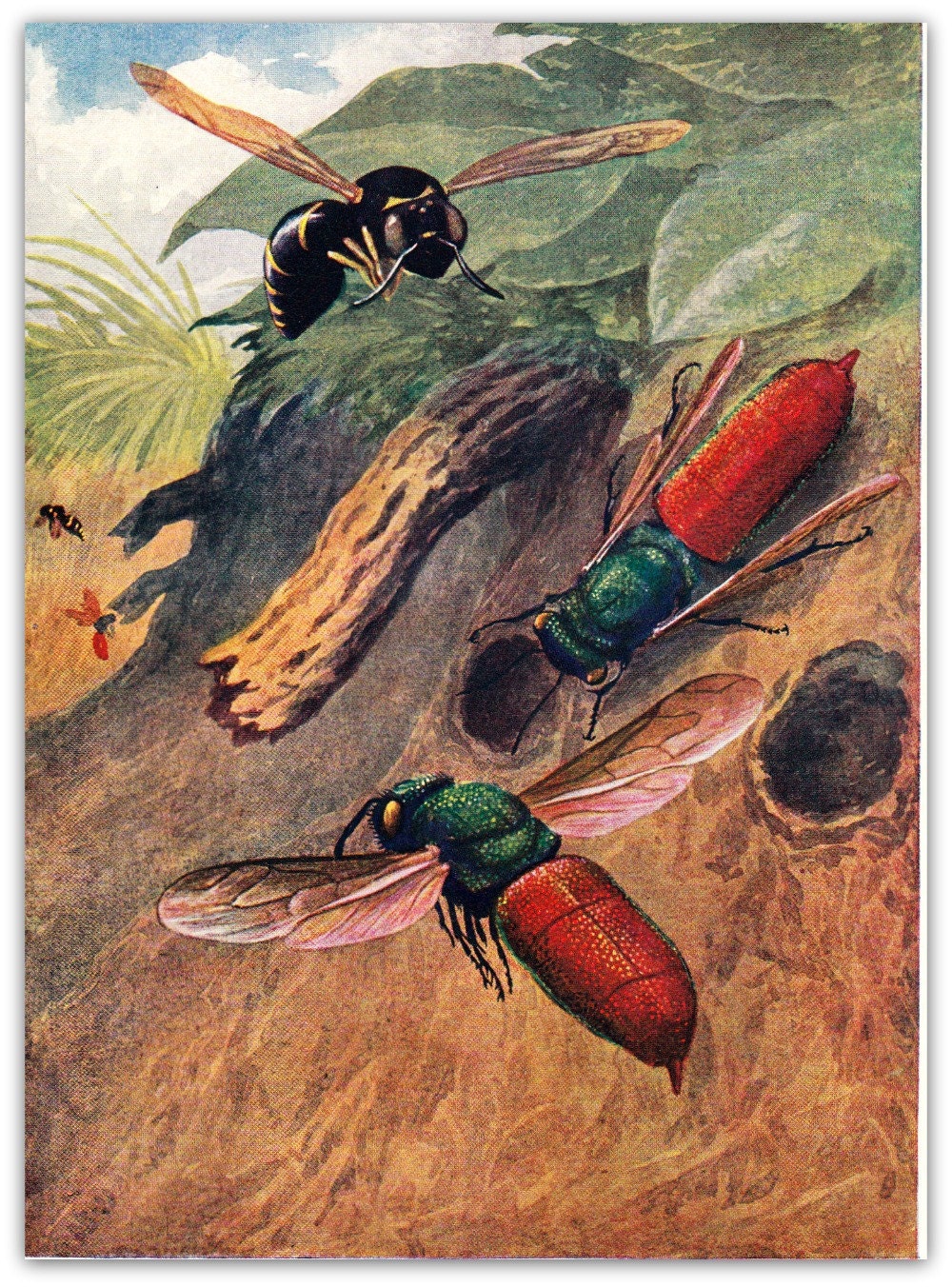 Insects Vintage Print, Wasps, 1953, Entomology