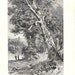 1892 Common Ivy on an Oak Tree Antique Botanical Print