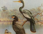 1930s Cormorant Antique Bird Print, Ocean Home Decor Decor (Vintage Allan Brooks Wall Art, Illustration No. 21-1)