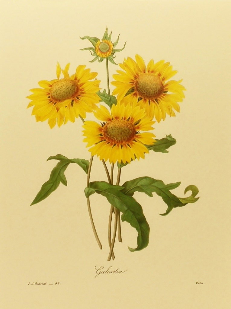 Sunflower Art Print, PJ Redoute Flower Print, Botanical Illustration, Flower Lithograph (9 x 12  Book Plate) No. 44