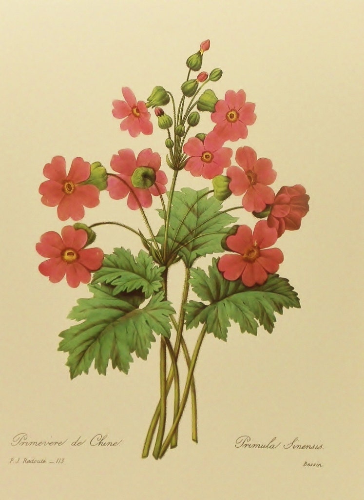 Chinese Primrose