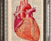 Anatomical Heart on Vintage Upcycled Dictionary Page Book Art Print Recycled