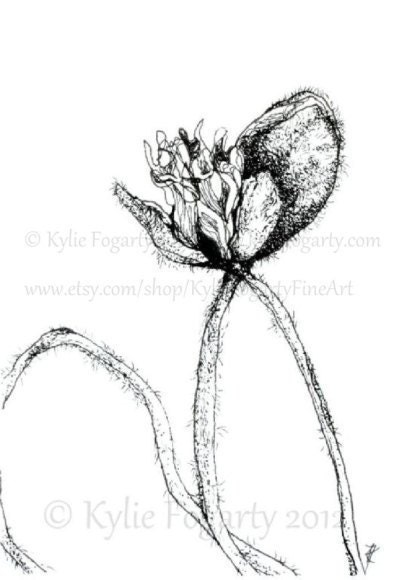 Black and White Poppy Pod Drawing - ACEO - Poppy Study 4 -  Fine Art Print - Botanical Aceo - Miniature Artwork