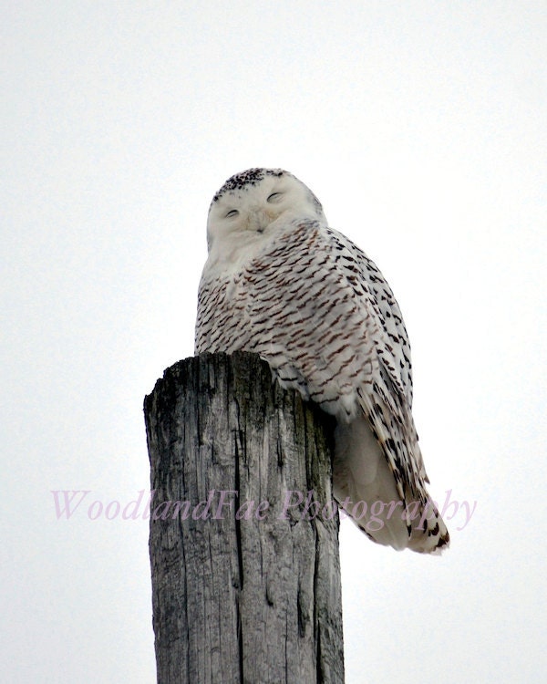 White Owl, Snow Owl, Winter, Nature Photography, Perfect Gift for Him or Her- 8x10