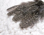 Unique Craft Feathers, Speckled Hen, Coq de Leon, Qty12