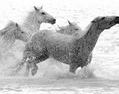 CAMARGUE HORSE, 7.5x5in Print - Flick