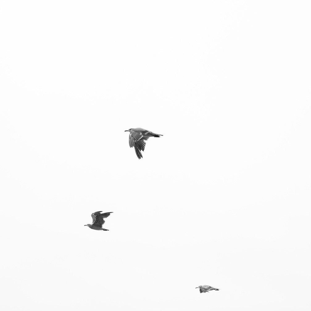 Seagulls Black and White Minimalist Fine Art Photograph - Seaside Negative Space - 12x12 Original Print - NatalieArriolaPhoto