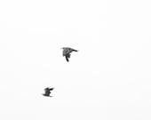 Seagulls Black and White Minimalist Fine Art Photograph - Seaside Negative Space - 12x12 Original Print - NatalieArriolaPhoto