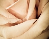 Light Pink Rose - 8x10 Print - Macro Photography - Shabby Chic Home - Floral Wall Art - Romantic - Pink Pastel Flower - Wall Decor