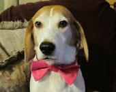 Satin Dog Bow Tie Collar - Ring Bearer Wedding Accessory
