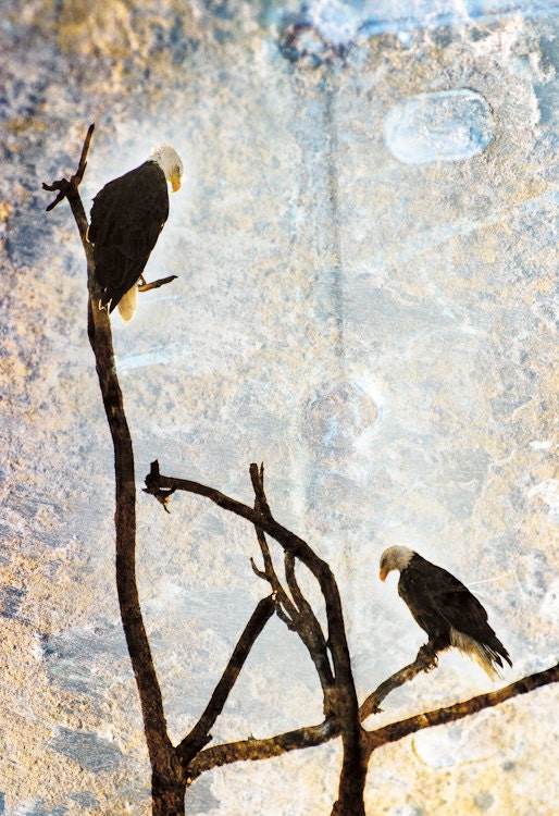 Bald Eagles Wall Art - Textured Artwork - Surreal Contemporary Home Decor - Rustic Fine Art Animal Photography