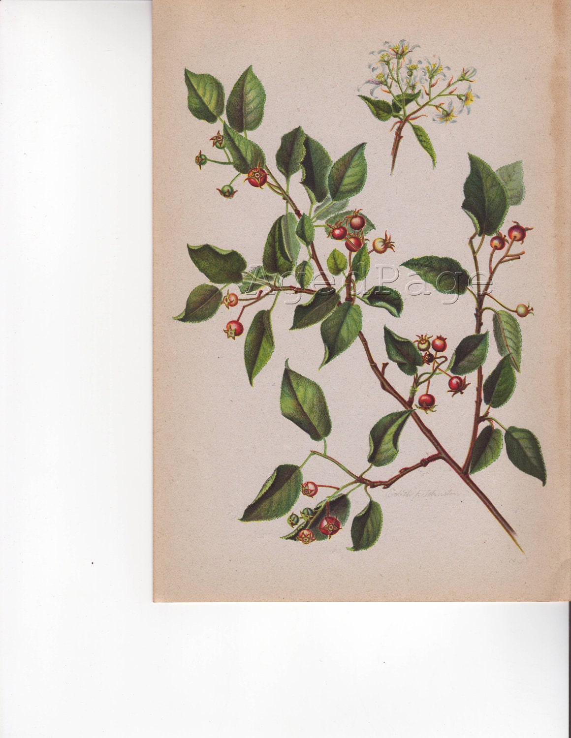 Vintage Botanical Print, 50 to 75 Years Old, Antique Book Plate Illustration to Frame, 1945 Home Decor, Shadbush