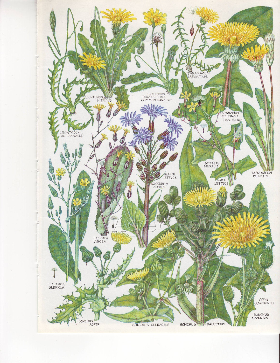 dandelion botanical print